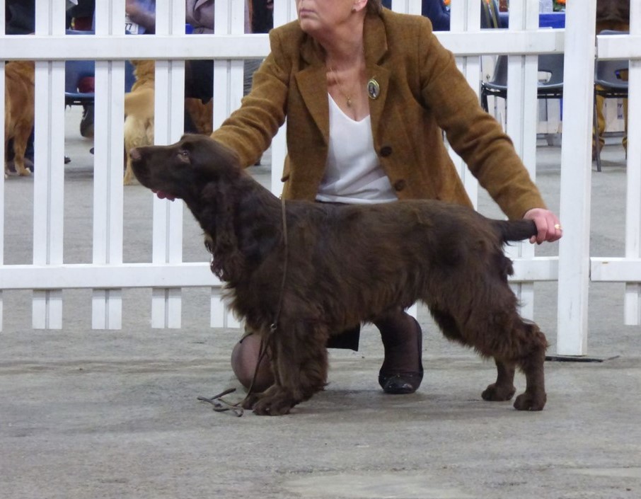 "Prince Arthur vom Belauer See At Nadavin", 7 months old, Photo: Sadie Dubldee Parkes