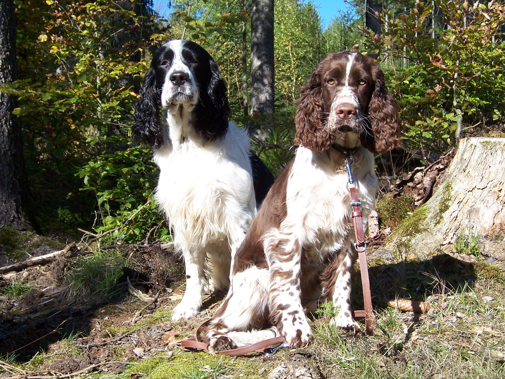 Englischer Springer Spaniel