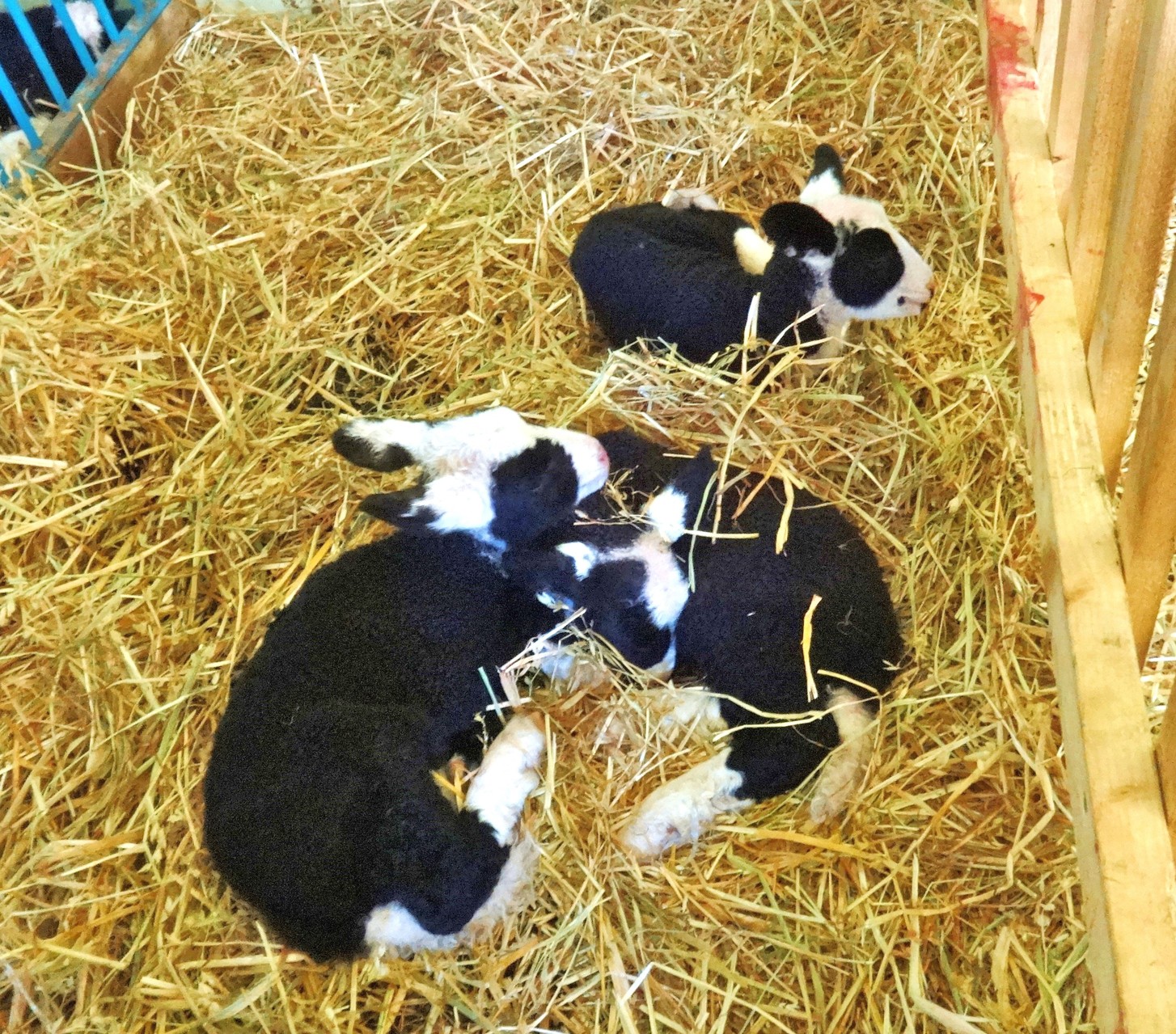 Drillinge Mads (oben rechts), Marit  (links vorn) und Mattes  (vorn rechts)