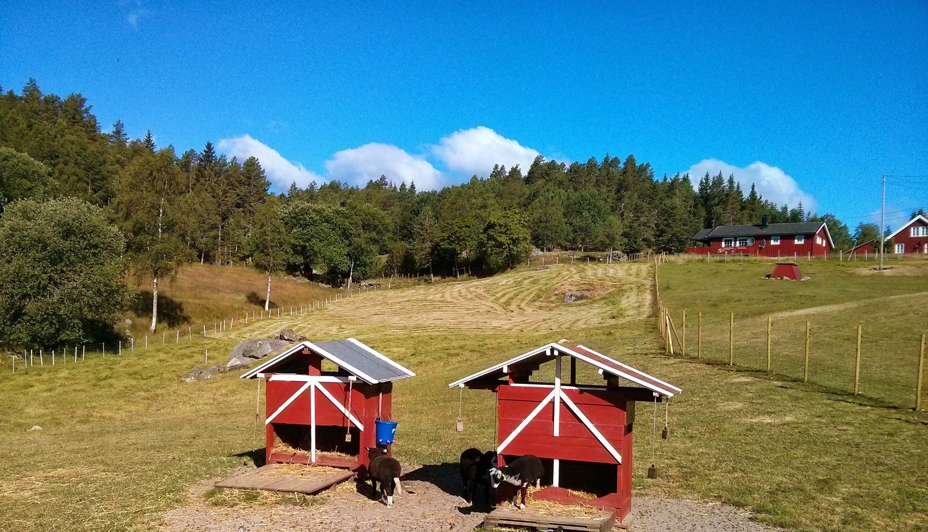 Lammkindergarten nach der ersten Heuernte