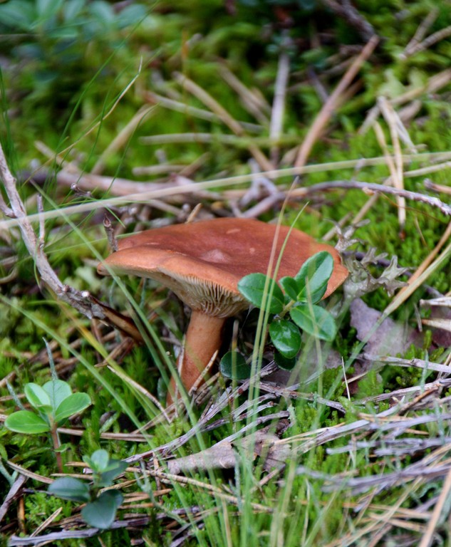 Edelreizger
