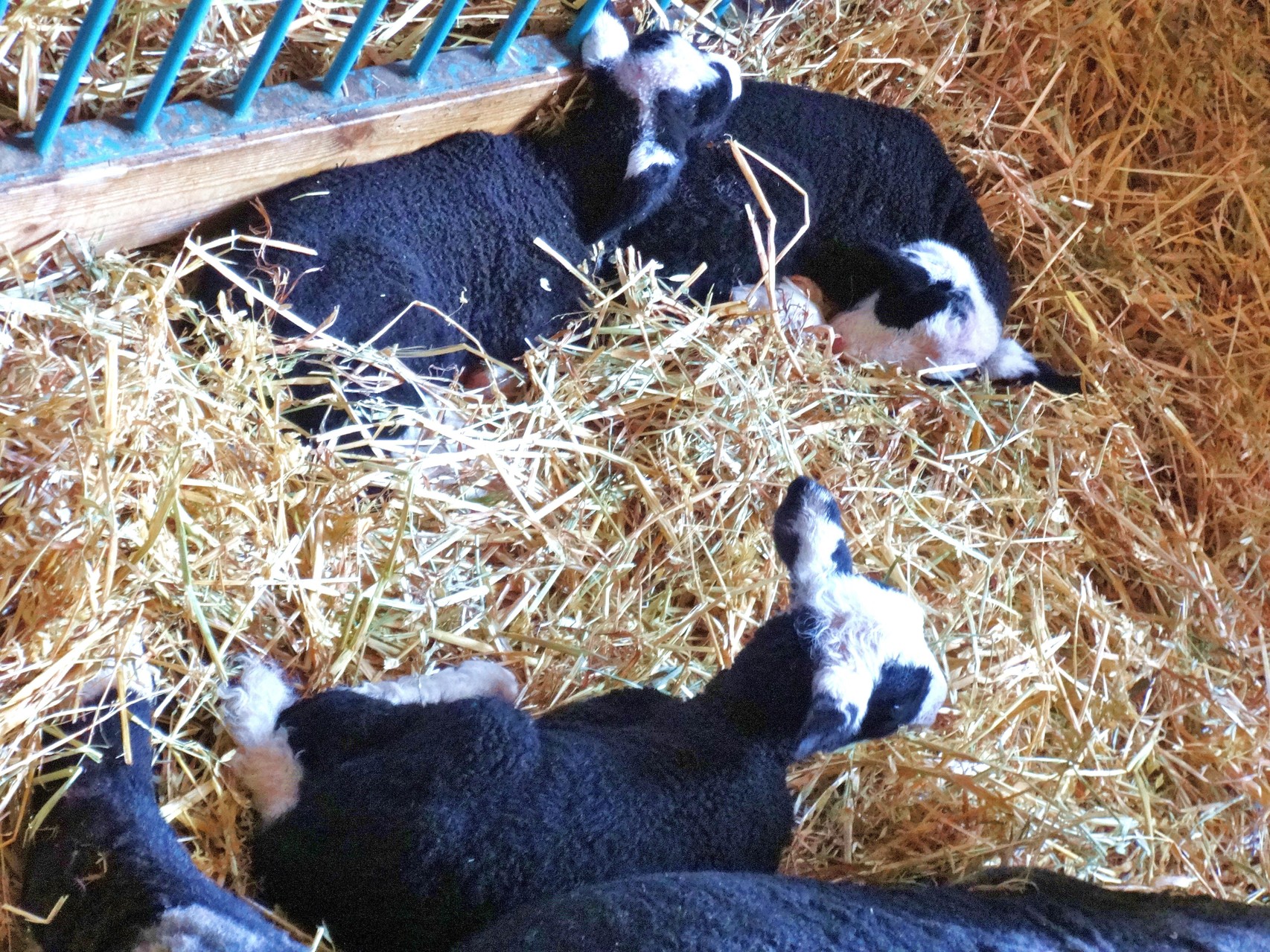 Marit, Mattes und Mads (hinten rechts)