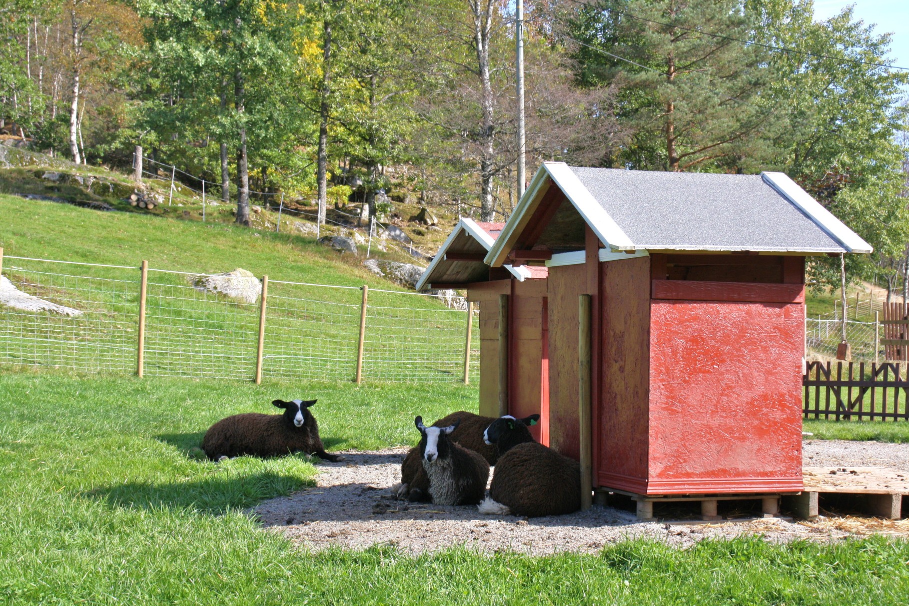 Unsere Kindergartenlämmer ruhen sich hinter dem Lammhaus im Schatten aus 