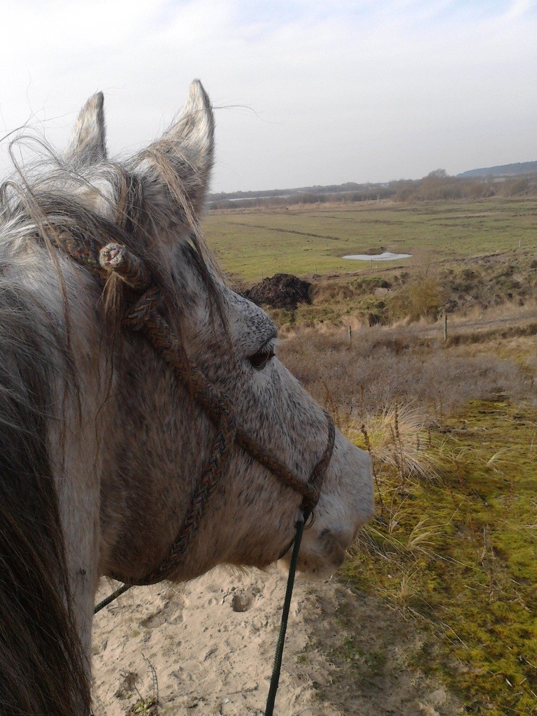 accueil chevaux camping en baie de somme avec pature cheval location mobil home