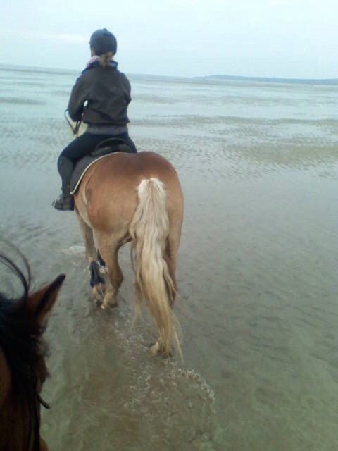 accueil chevaux camping en baie de somme avec pature cheval location mobil home