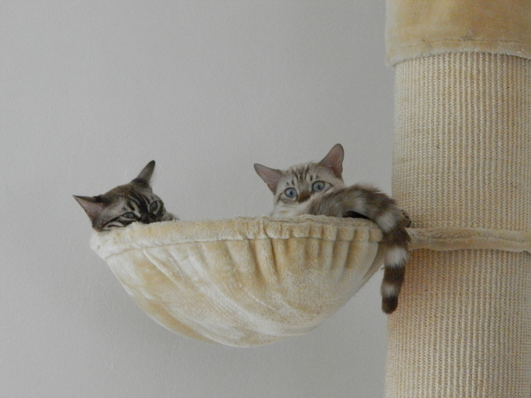 Warum Eine Bengalkatze Bengalkitten Of Smallleos