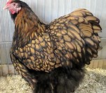 Orpington gelb-schwarzgesäumt