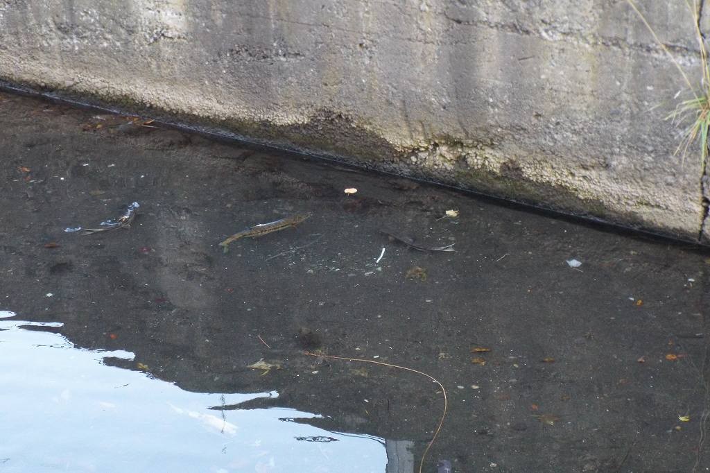 かわいそうな鮭　１　　堺橋下の妙見川