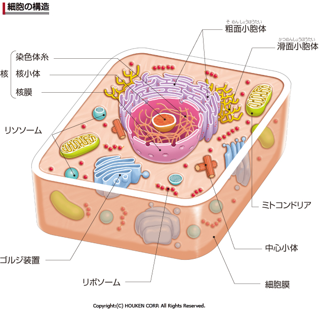 糖尿病ってなに？