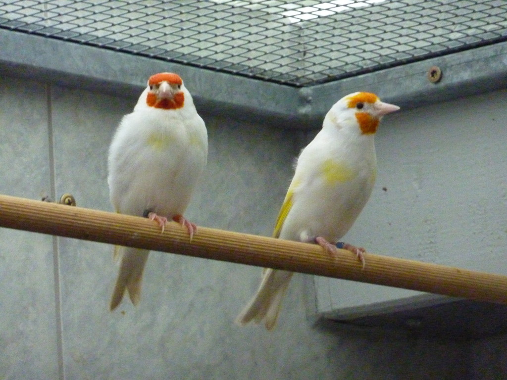 Stieglitzzucht klaus hesse StieglitzMajor Mutationszucht