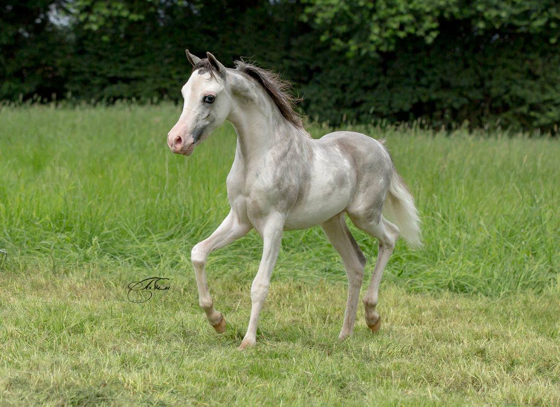 FL Creek Fancy’s Odo of France 
