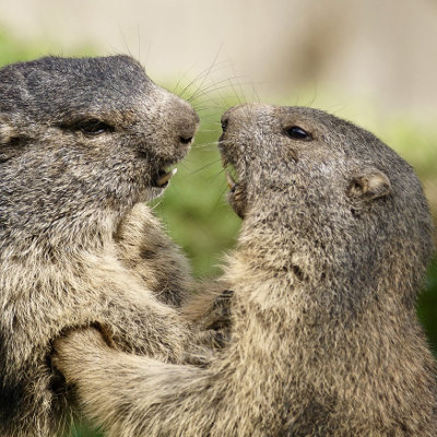 rando à briançon dans les hautes alpes, où trouver les marmottes 