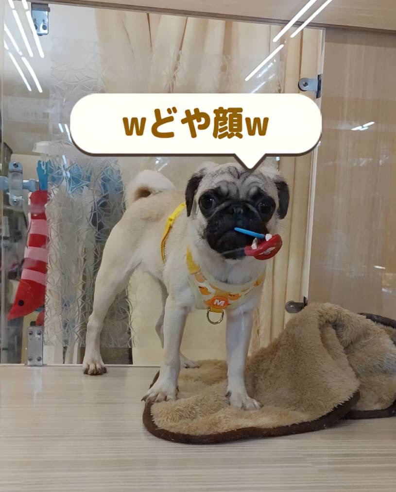 むちむちして来ました！