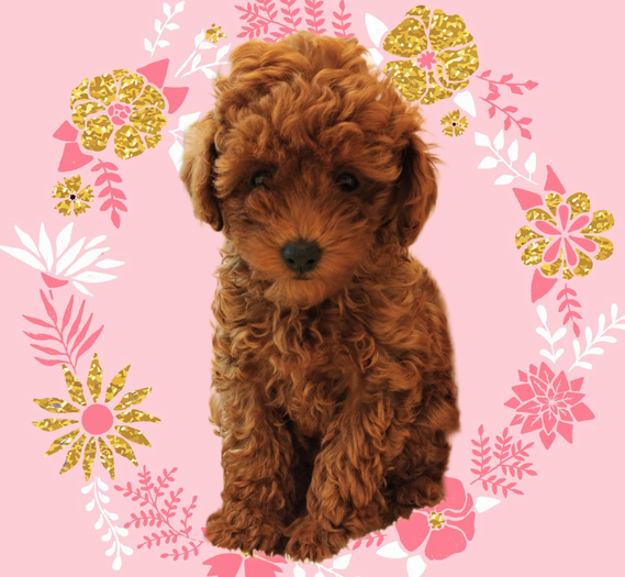 ピーチちゃん💕