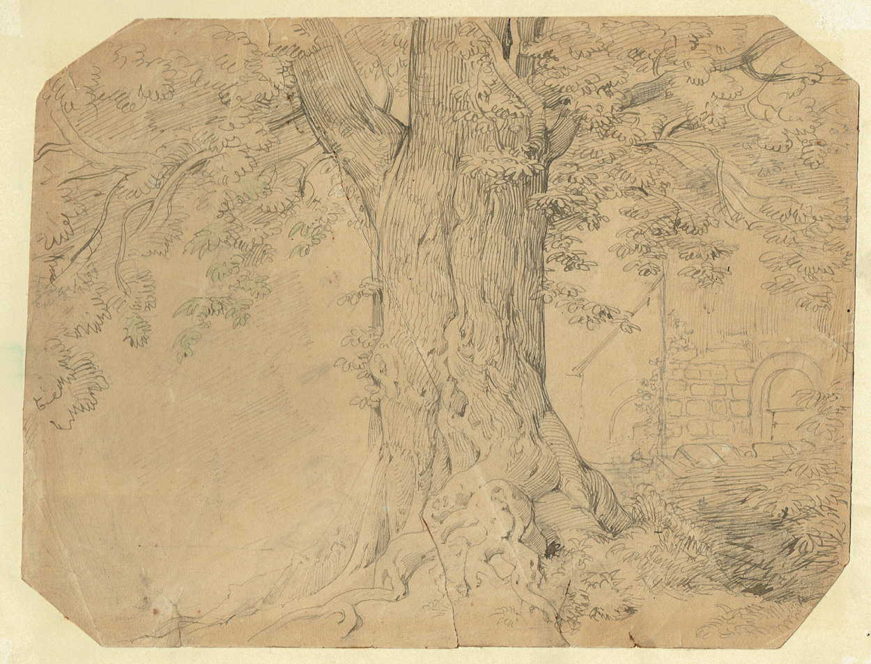 Caspar Scheuren zugeschr., Baumstudie