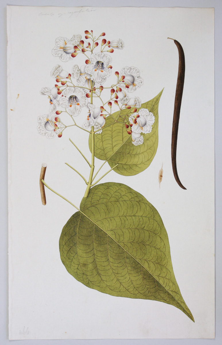 Trompetenbaum, Catalpa