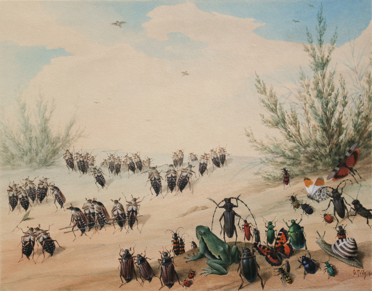 Georg Fritz, Maikäfer, Käfer, Insekten   
