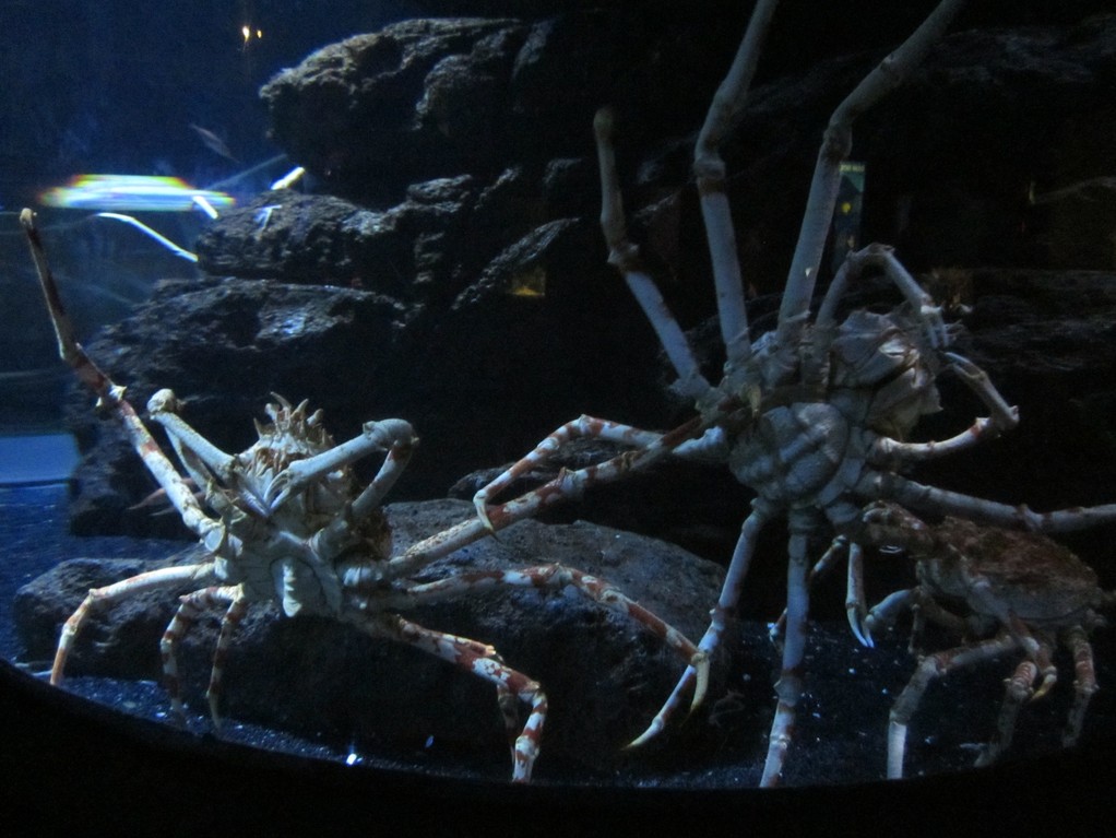 Bangkok - Ocean World