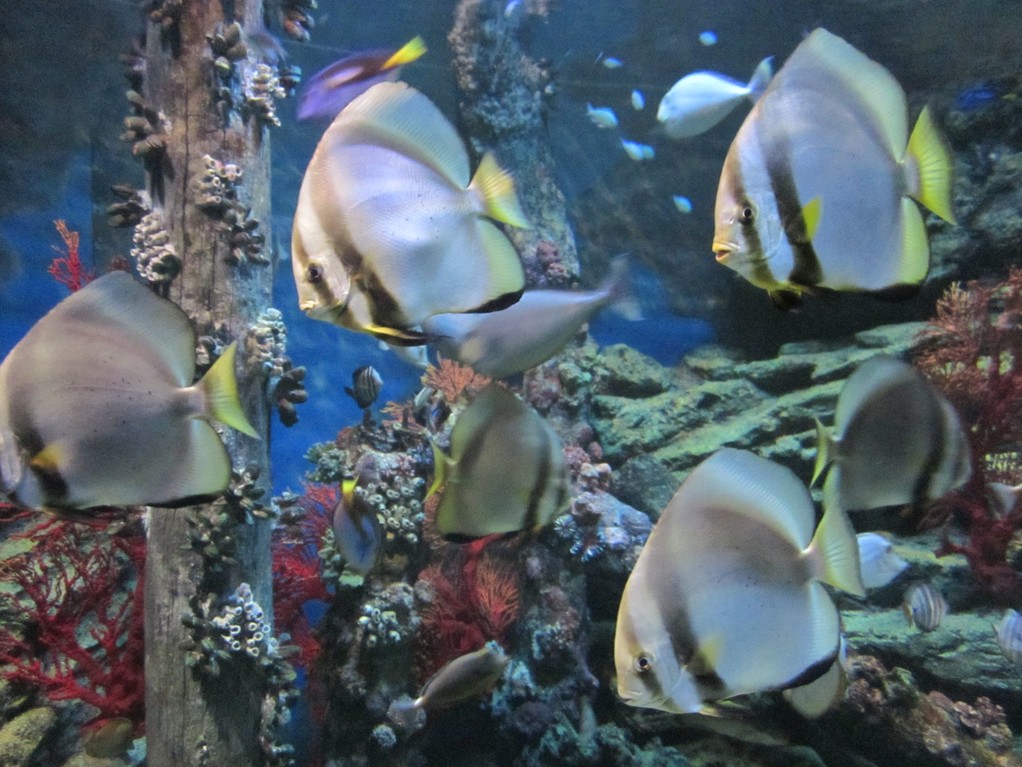 Bangkok - Ocean World