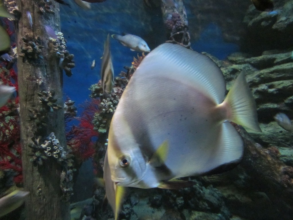 Bangkok - Ocean World
