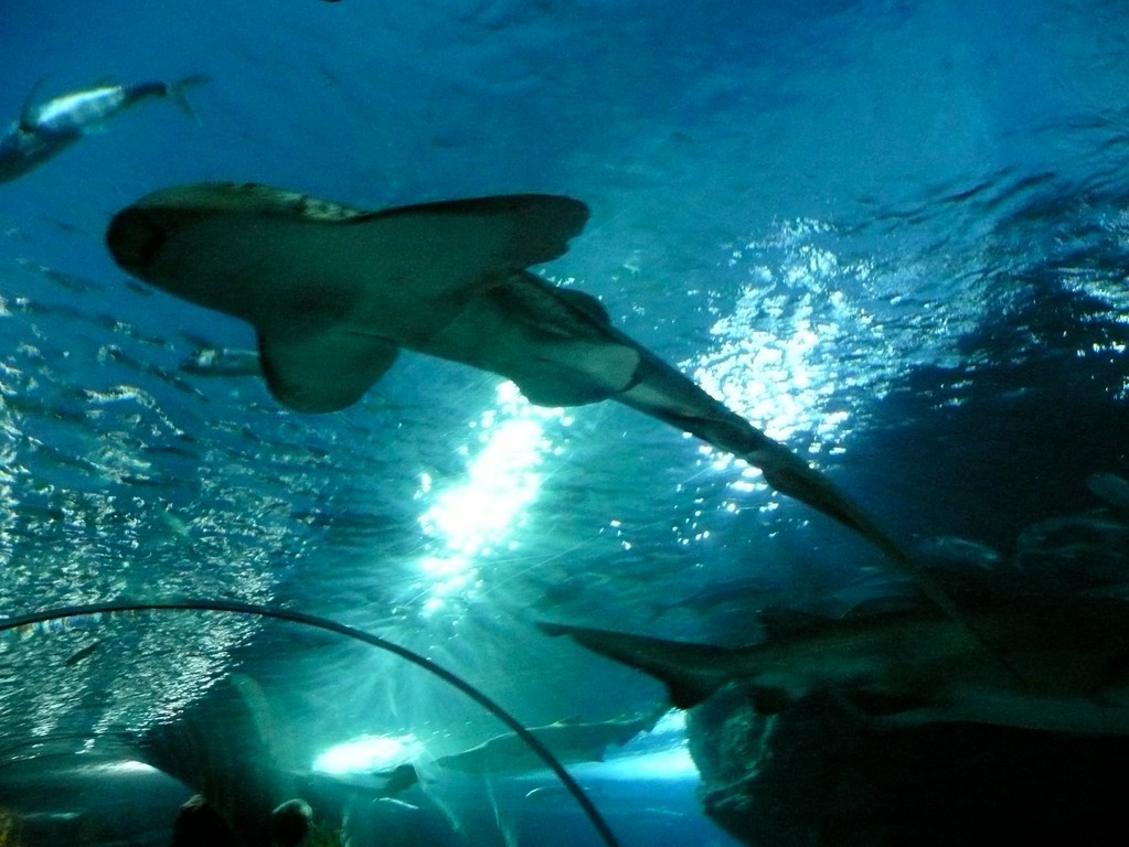 Bangkok - Ocean World