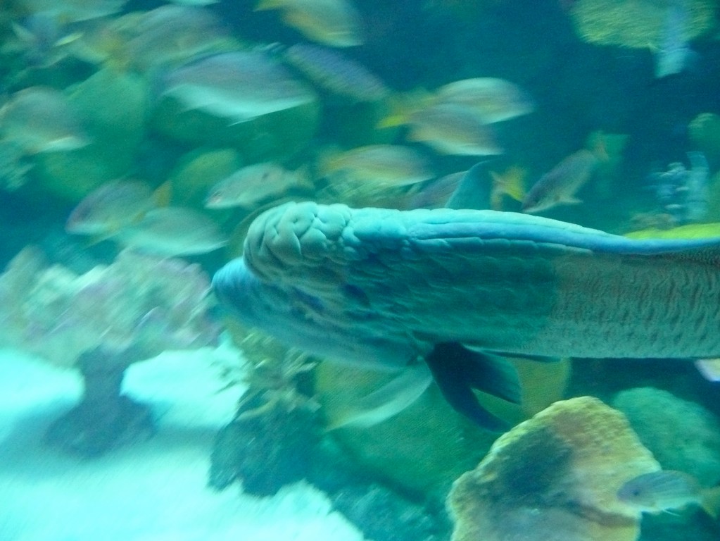 Bangkok - Ocean World