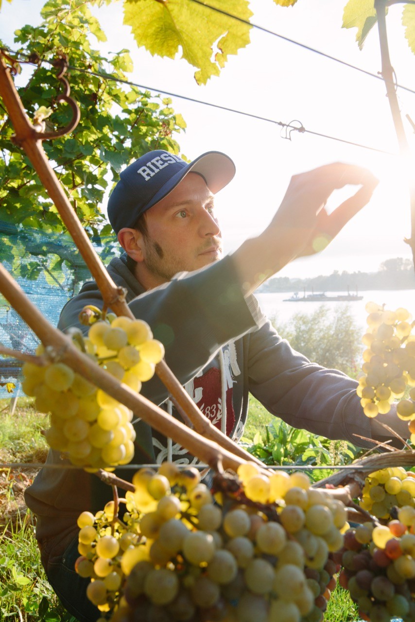 Weißweine Jakob Jung - WineWhisper