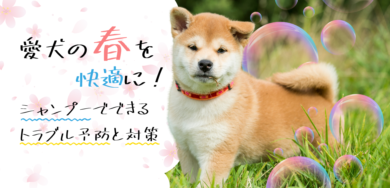 愛犬の春を快適に！シャンプーでできるトラブル予防と対策
