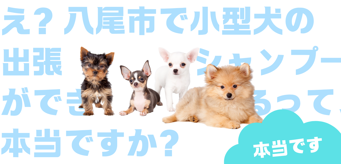 八尾市小型犬のシャンプーができる出張ペットサロン
