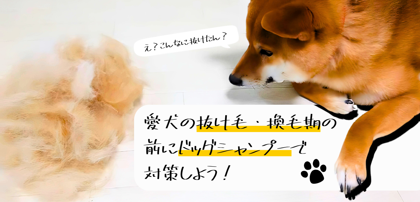 愛犬の抜け毛・換毛期の前にドッグシャンプーで対策しよう！