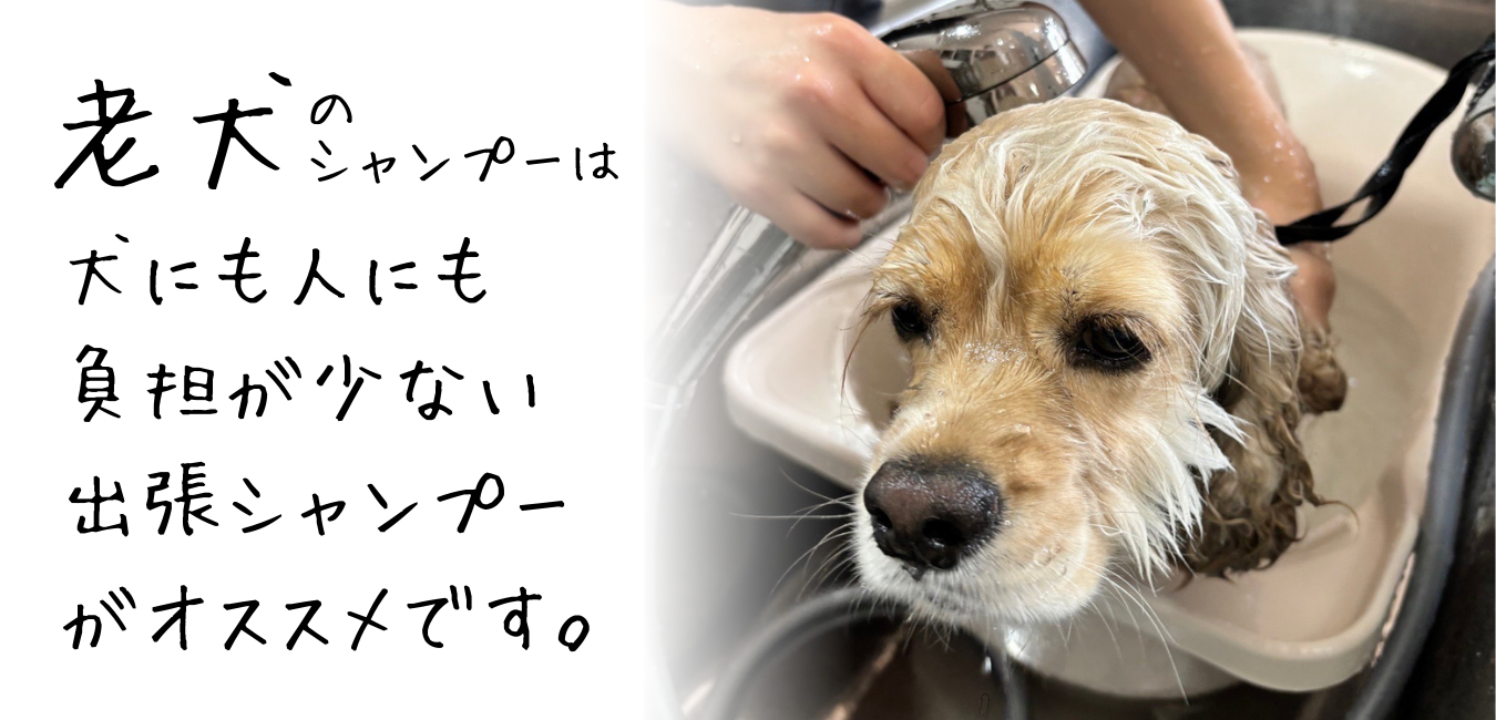 老犬のシャンプーは犬にも人にも負担が少ない出張シャンプーがオススメです。