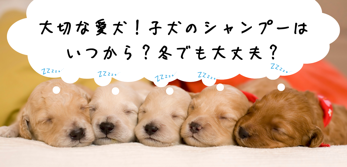 【八尾・東大阪】大切な愛犬！子犬のシャンプーはいつから？冬でも大丈夫？