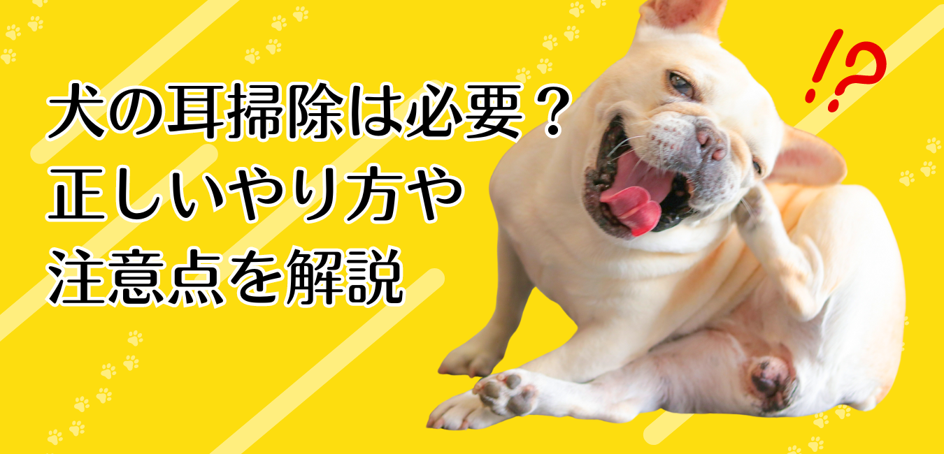 犬の耳掃除は必要？正しいやり方や注意点を解説