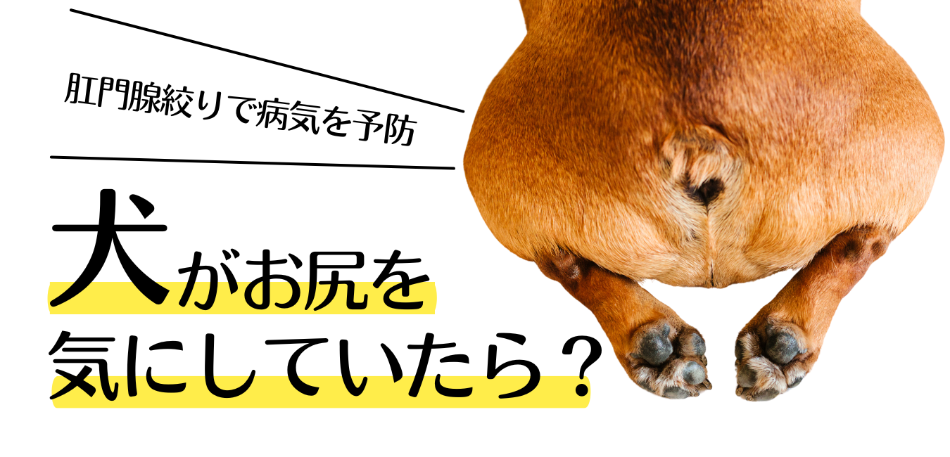 【八尾市】犬がお尻を気にしていたら？肛門腺絞りで病気を予防