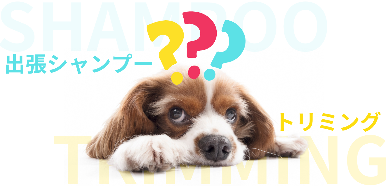 出張シャンプーとトリミングの違いとは！？出張シャンプーのメリットを大公開