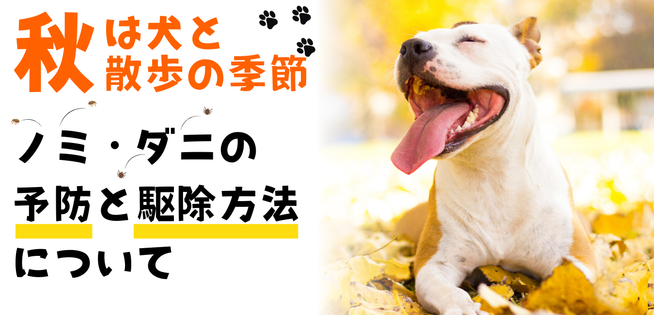 秋は犬と散歩の季節！ノミ・ダニの予防と駆除方法について