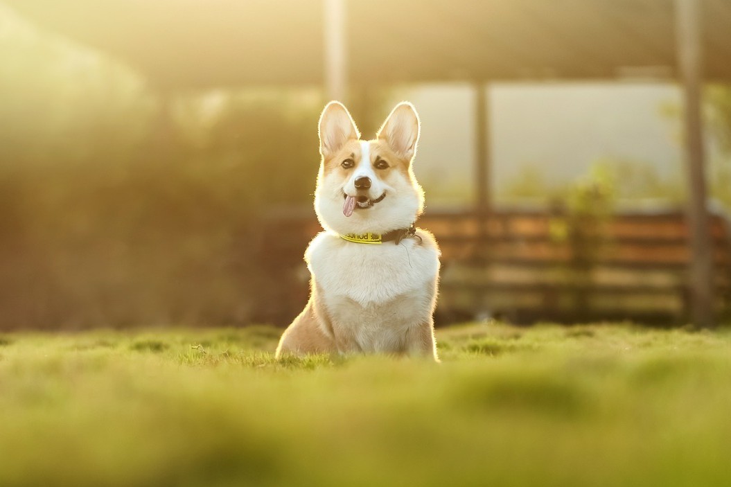 Hundemarken - Sicherheit und Stil am Hundehalsband