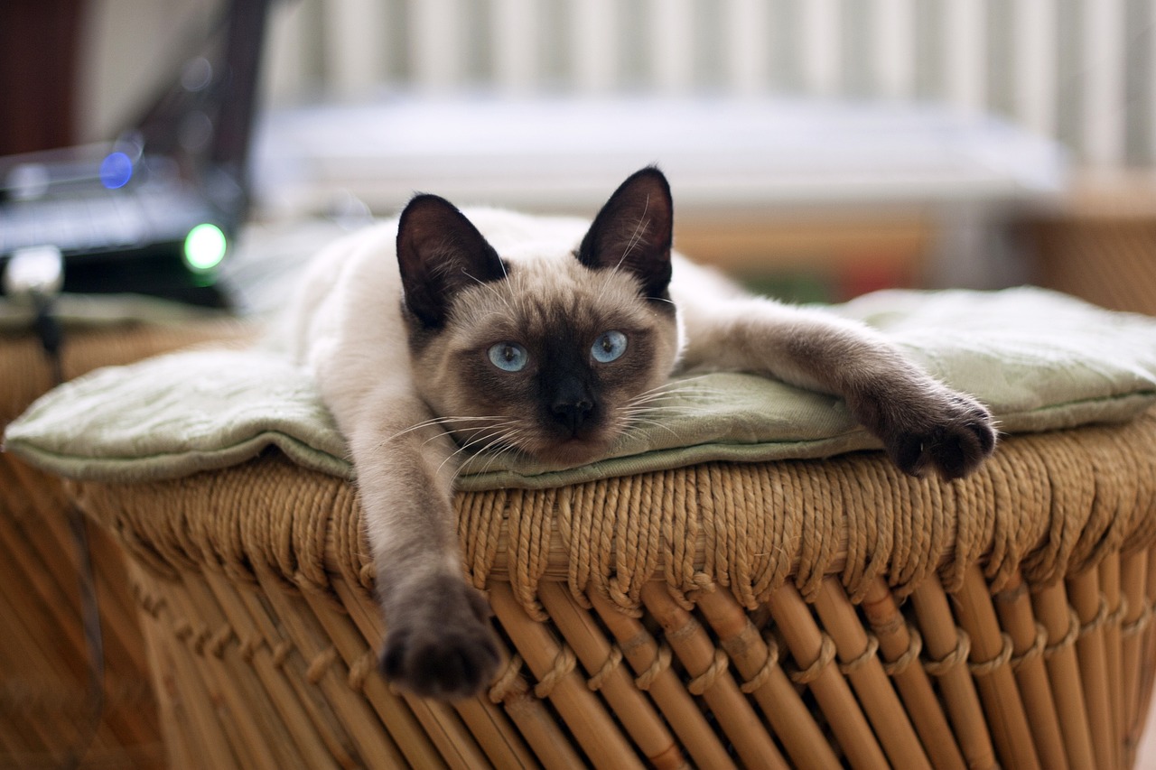 Katze kratzt an Möbeln? Sanfte Lösungen gegen zerkratzte Sofas und Tische