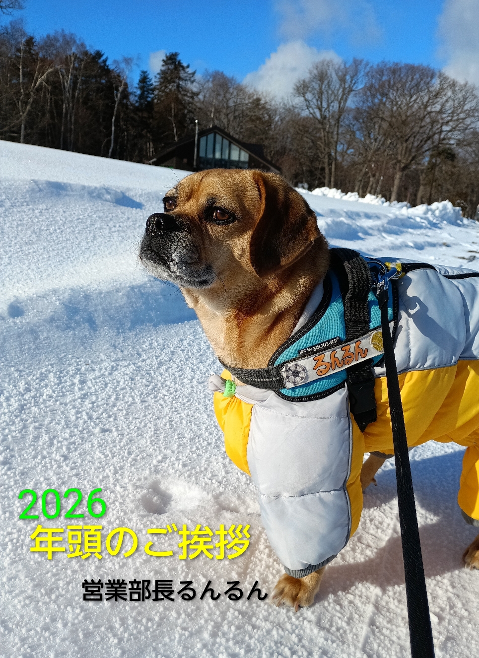 皆さん、この雪や青空のよう清々しくスタートされたことと思います！穏やかにお散歩が出来る川湯温泉♨街を祈りつつ、1丁目店前道路の安全を願いドラレコ📹️防犯カメラに並ぶ番犬☆✌の重要な役割きっちり果たします!！お客さんを転ばせないよう、吠えるタイミングと声量を調整します!!思ったより出ちゃうんだよ〜うーわんっ💦わおぉ〜ぅ💦「明るい街作りに貢献してね♡部長さん！」