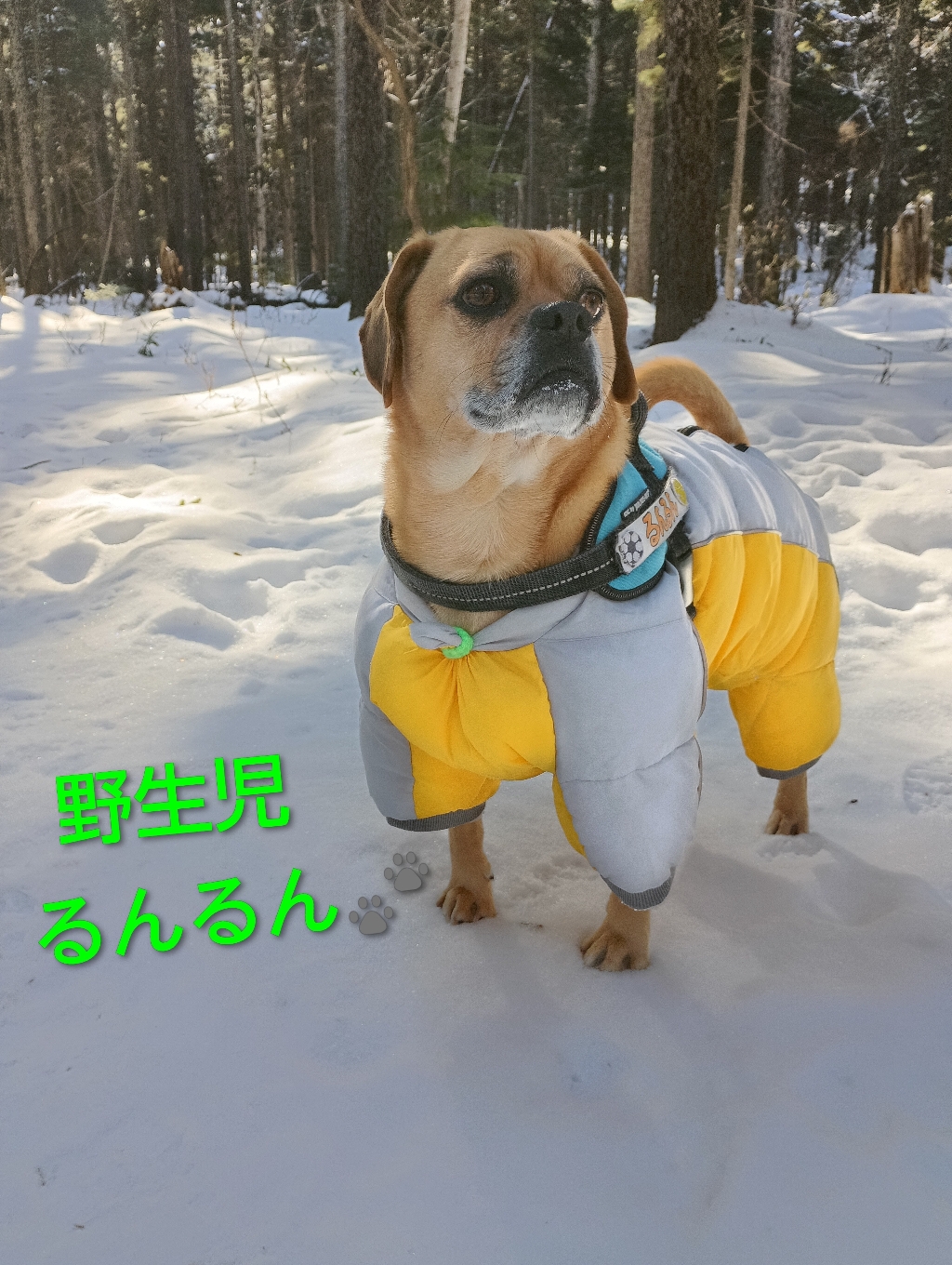 2月は森林散歩🐾を楽しむんだ♪アカゲラの森🌳ゴゼンタチバナコースによく行くよ(⁠｡⁠•̀⁠ᴗ⁠-⁠)⁠✧鳥や動物の声、木々の音に耳を済ませば👂️僕のビーグルの血が目覚めるんだ！嬉しくて走り出しちゃうよっ🎵森の香りもするよ『お楽しみ後のお昼寝(。-ω-)zzz爆睡ですものね〜部長のフィールドは森だったのね(;´д｀)ﾄﾎﾎ』