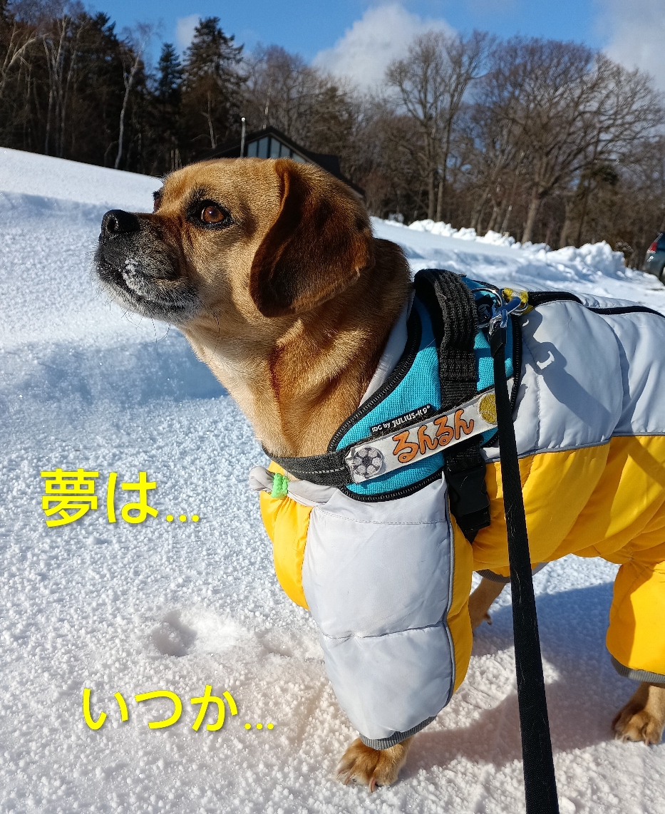 １月ってどうして清々しく新たな目標を立てたくなるのかな〜✨️ダウンスーツを着たら何だってできる気がするんだっ♪(⁠｡⁠•̀⁠ᴗ⁠-⁠)⁠✧白いヘルメット持って来て下さい!!日本初の宇宙飛行犬になれる気がして来たよ!!浮いてるおやつ食べてみたいﾅ(⁠◔⁠‿⁠◔⁠)練習しよっかな🦴『営業部長、洗濯しますから早く脱いで、脱いでっ💦』
