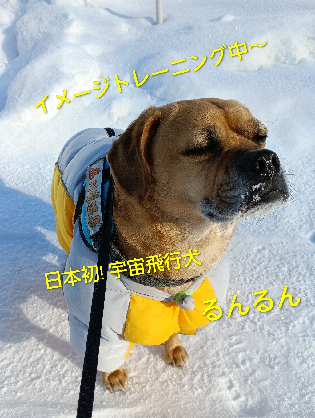 国際宇宙ステーションの日本初!宇宙飛行犬🐶るんるんさん〜🎤聞こえますか?夢だったおやつ🦴の味はどうですか？『軽くてこれは!いくら食べても太りませんね♪』🎤普段は土産屋の営業部長だとか？『温泉街♨の小さな店で僕がいないとダメなんで!明日にはこちらを出発します!(⁠ ⁠ꈍ⁠ᴗ⁠ꈍ⁠)☆』営業部長!洗濯機回ってるから、もうっ早く!!脱いでちょうだいよ!!!