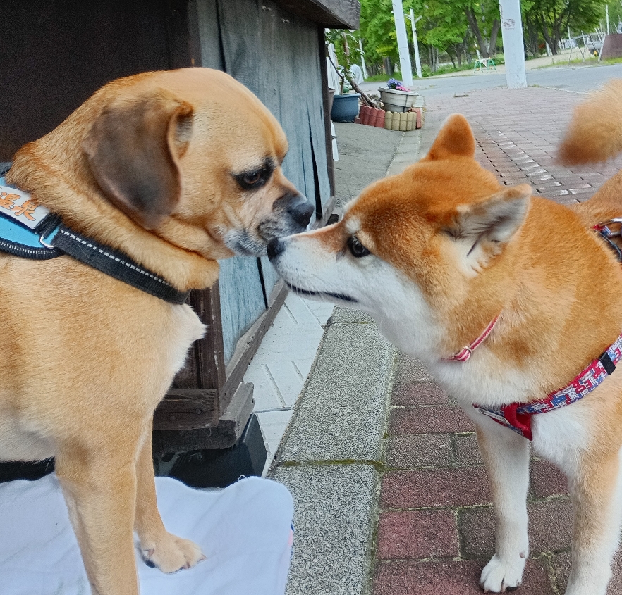 そんな優しい目で迫られたら…ドキドキします😍今日のロコちゃん🎀グイグイ来ますね☆でも、、嫌じゃないです!!(⁠*⁠˘⁠︶⁠˘⁠*⁠)⁠.⁠｡⁠*⁠♡