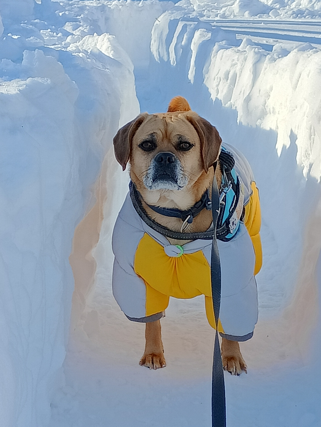 　ドカっと雪のお見舞い申し上げます⛄️いち夜にして僕のお散歩道が行方不明に！新しい道が出現(⁠☉⁠｡⁠☉⁠)⁠!どうやら、雪の街に迷い込んだらしいぞ🐾これは探検が必要だ♪まずはくん活調査から始める・⁠ᴥ⁠・⁠報告は後ほど♨皆さん筋肉疲労には川湯温泉をぜひどうぞ〜♨