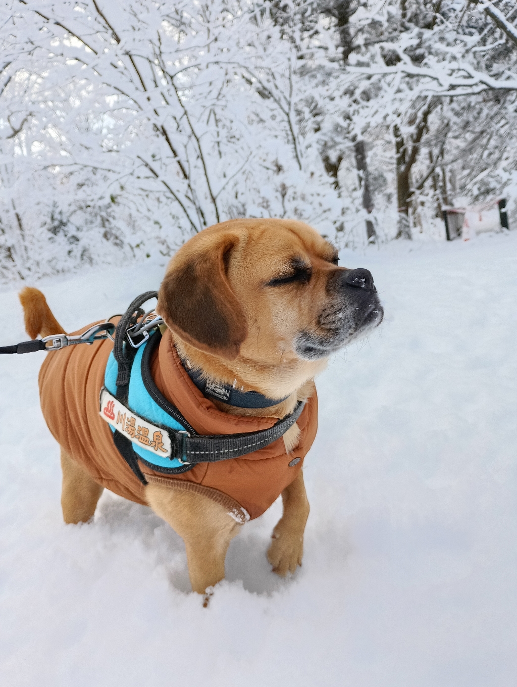 11月７日『急にどっかと来るんだから〜びっくりするべさ〜根雪になるのかいっ❔️まず、ゆっくりして行きなさいや〜🐾急ぐことないんだべさっ？』だから…営業部長、なんで雪⛄️には北海道弁になるんですかー❔️❔️　