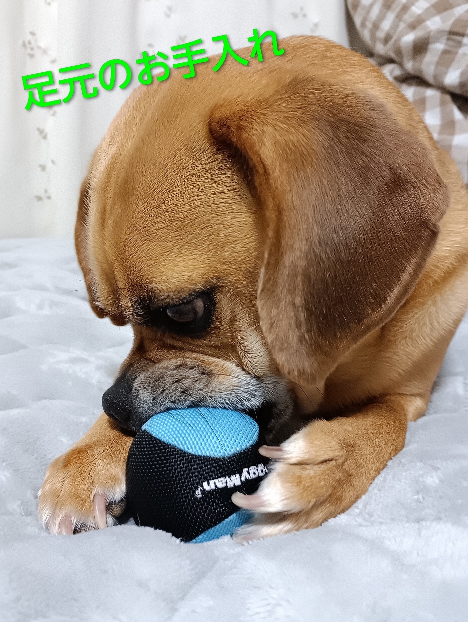 雪道の散歩は⛄️わんこの爪が減らず良く伸びるんだっ🐾僕たちの足はオールラウンド対応のお靴🥾だからお手入れが大事だよ♡足の裏毛✂️カット、爪切り、ヤスリ、肉球マッサージクリーム🧴の４本足10分コース！おやつ付き♡でお願いしてます🎵今日も肉球の喜ぶ🐾楽しいお散歩に出掛けるよ!!『部長、サービスセットですよ😉お利口にさせてね』