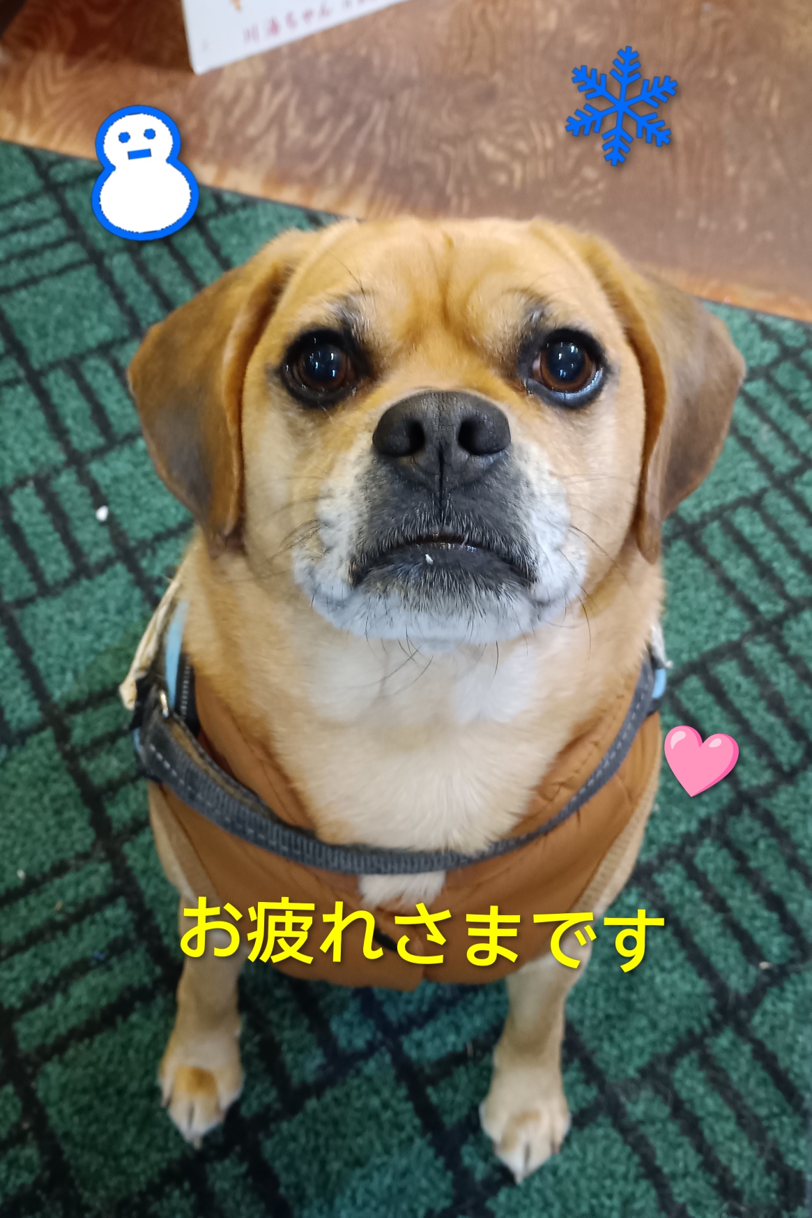寒波到来!!雪で大変な皆さんご苦労様です♨川湯は⛄️雪の影響はなく、ちょいちょい−20℃は来てます🥶毎日お散歩に行かせて頂いてます♪犬に三日坊主はないんで🐾継続は得意としています♪前向きしかなくて♪むしろバックは出来ません!!!僕の有り余るパワーをシェアしておきます🩷寒波⛄️2回目ピークも応援してます🐽