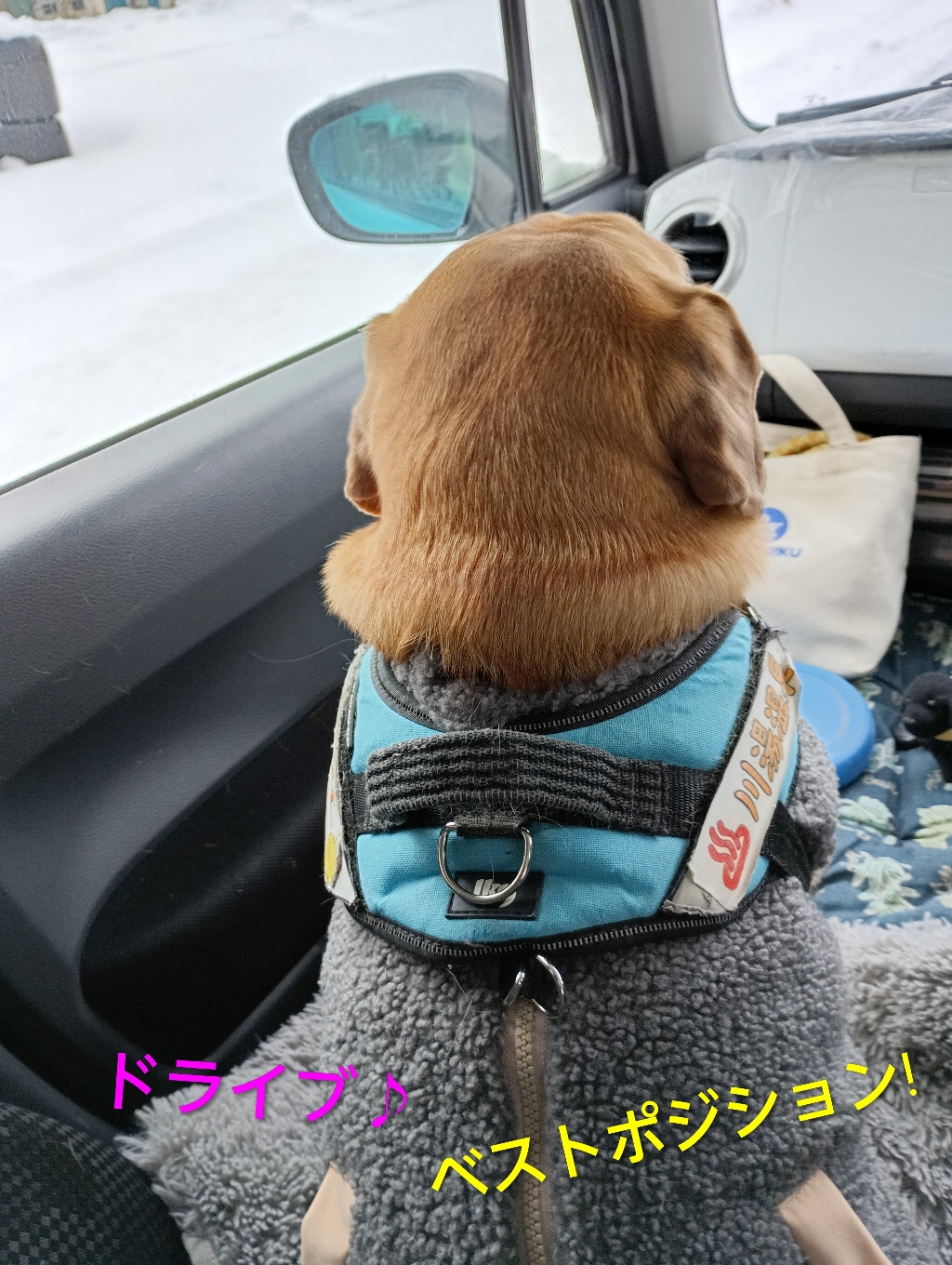ドライブを楽しむ時は、静かに助手席にお邪魔しますっ🐾運転手さんとアイコンタクトができるこのポジションが好きだよ♡『部長は遠出が苦手なようで😉街を一周♨すると満足なのよね〜😂シートベルトの着用と、お降りの際は抜け毛のお忘れ物ございませんようお願いしまーす(笑)』また乗ってあげますよ〜U^ｪ^U♪