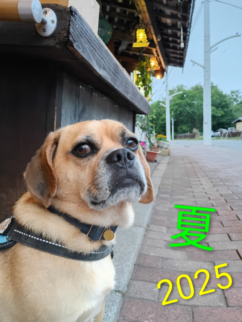 夏の思い出🐾お店にアーティストがやって来て即興ミニライブがあったんだ🎵いい感じだったよ～✨僕は閉め出されたからドアをカリカリして腰を振っちゃったよ🎶ららら⭐るんるん～🎵