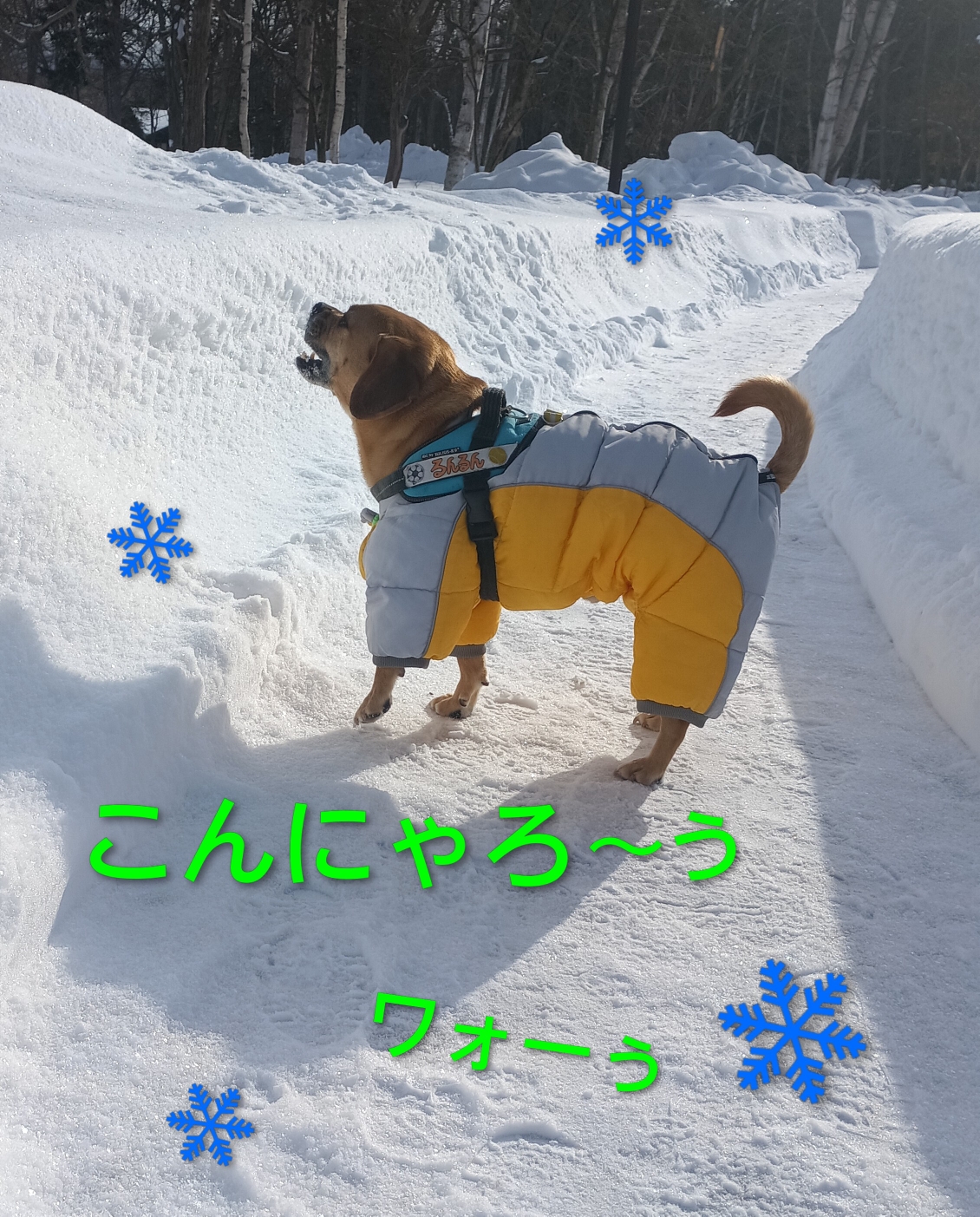 換毛期がやって来てイライラ( ･`д･´)して毛布を噛みちぎりました!!ひと仕事して我に返ると、綿が出ていて怒られました💧そんな時は、こうやって雪を食べて遊んでやりますよ💨❤️‍🩹冬は愛しのロコちゃん🎀にだって会えないし、やっぱ雪が友達なんだからー💢かぷっかぷっかっぷり❄っと♪『営業部長🍚おかず増やしましょうね、ご機嫌直してね♡』